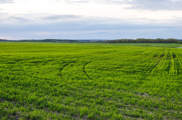 Agricultural field with young green wheat sprouts, bright spring landscape on a sunny day.