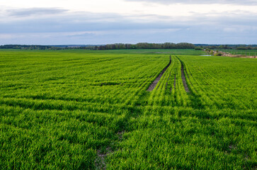 Green wheat field in countryside photographed in golden hour. - Powered by Adobe