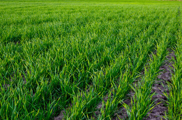Young sprouts of winter wheat. Young green sprouts line. Fertile agricultural land. 