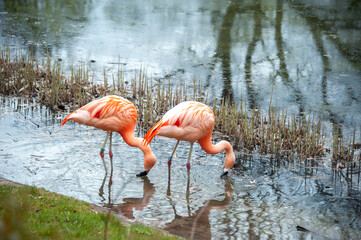 Pink flamingos in the wild close-up. Live nature