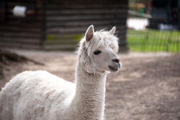 Obraz premium Аlpaca graze in the high plain regions at elevations. Members of the South American camel family