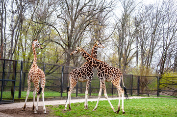 Giraffes in the Warsaw Zoo. Emotions and joy, feelings of closeness with wild nature