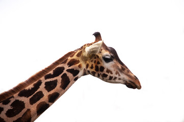 Giraffes in the Warsaw Zoo. Emotions and joy, feelings of closeness with wild nature