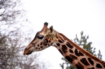 Giraffes in the Warsaw Zoo. Emotions and joy, feelings of closeness with wild nature
