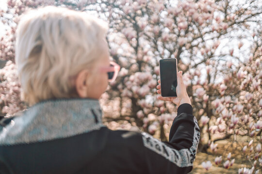 Caucasian 50s woman take photo soft delicate pink blooming magnolia by the smart phone with soft focus flower background. Spring season with full bloom pink flower