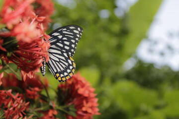 Swallowtail butterfly On Red flower