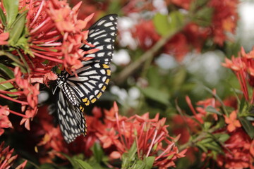 Naklejka na ściany i meble Swallowtail butterfly On Red flower