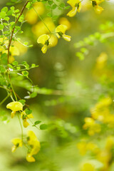 Sweet pea flowers in garden, macro shot, soft focus