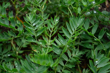 green leaves of a plant