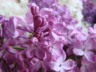 Branch of purple lilac flowers Syringa vulgaris.
