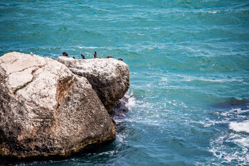Cormorants resting on rock in the crystal blue waters of Black Sea, Bulgaria