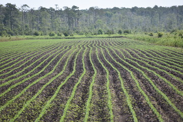 Fototapeta na wymiar Green newly planted cornfield