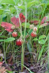 A bush of wild strawberries with berries.