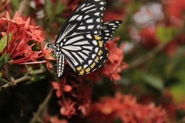 Fototapeta na wymiar Swallowtail butterfly On Red flower