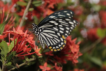 Obraz na płótnie Canvas Swallowtail butterfly On Red flower
