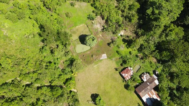toma aerea de arboles en la selva peruana 2022