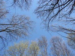 Fototapeta premium Early spring shoots with tiny leaves on fuzzy forest light lilac background