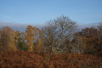 Obraz premium Platières de la forêt départementale des Grands Avaux en automne