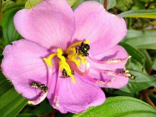 Fototapeta na wymiar some yellow jacket wasps are on a purple flower