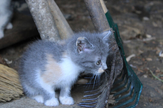 tiny blue eyed kittens photo