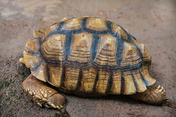 turtle with yellow and black shell crawling on the sand close-up