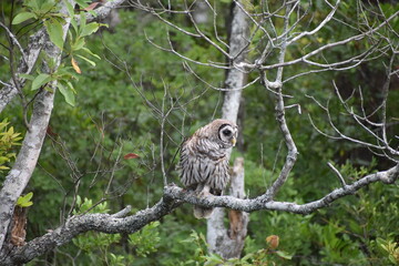 great horned owl in tree during day