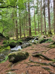 Stream in the woods of Ireland