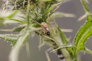 Spinne beim Fressen