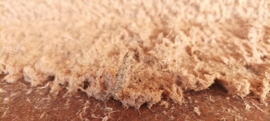 cocoons on sawdust