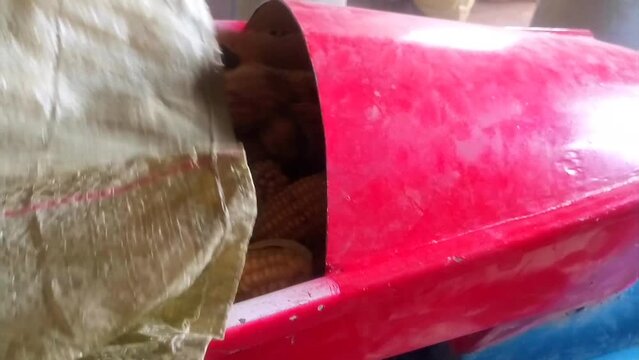 A man's hands feeding a maize sheller machine using a sack of maize footage. Close up. A lot of maize. Video clip.