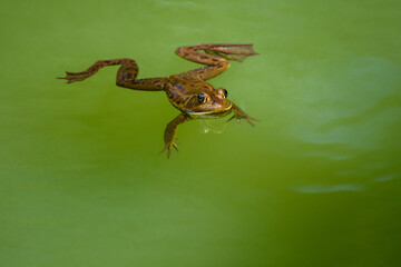 Frog swimming in the pond