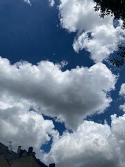 Obraz premium Fotos von Blumen, Regen, Natur, Garten, Wiese, Wolken und Dingen