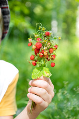 Kid holds cute bunch of wild strawberries with ripe red berries, taste of summer