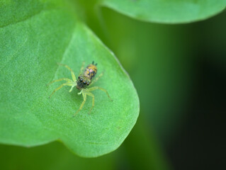 Cute little jumping spider on the leaf