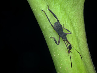 A young black stink bug on the plant
