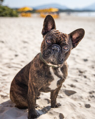 french bulldog puppy at the beach