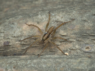 A pirate wolf spider on the wood