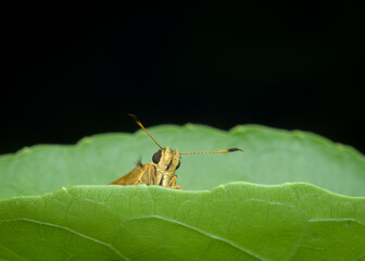 Closeup skipper butterflies on the leaf