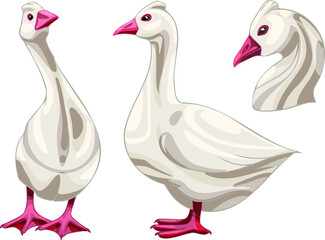 Set of hand drawn geese The breed of Roman Goose