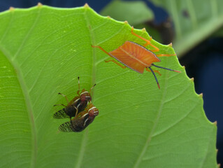 signal fly mating near the green bug nymph under the leaf