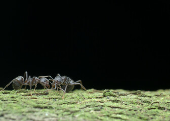 Two black garden ants on the mossy wood