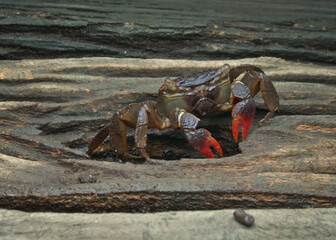 crabs come out of wood holes to find food