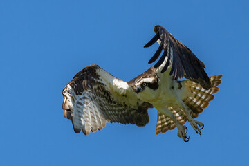 Osprey in flight against a blue sky