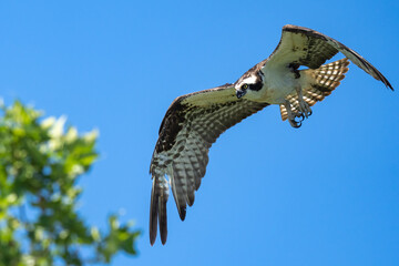 Osprey in flight against a blue sky