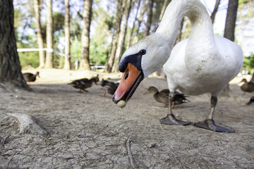 Swan in nature