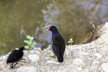 Coot feeding young