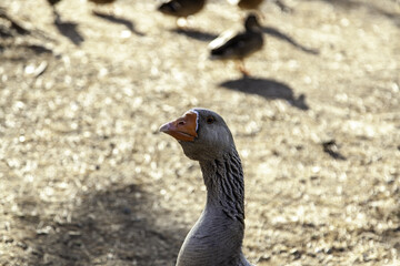 Goose in nature