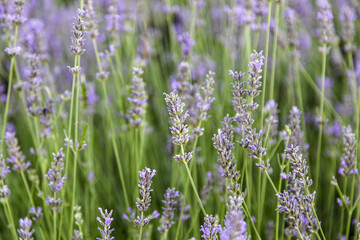 Bees in lavender