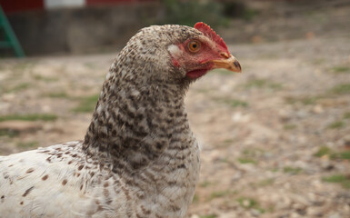 Portrait of domestic hen with red crest on head.Chicken poultry producing natural meat and eggs.Broiler chick growing in incubator farm.