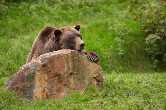 Brown bear bored on a stone portrait